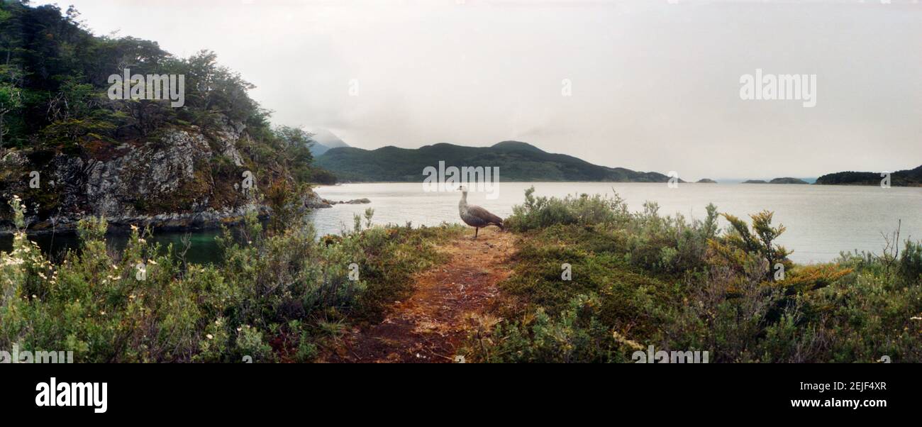 Oca di Upland maschile o oca di Magellano nel Parco Nazionale Tierra del Fuego, Ushuaia, Provincia di Tierra del Fuego, Patagonia, Argentina Foto Stock