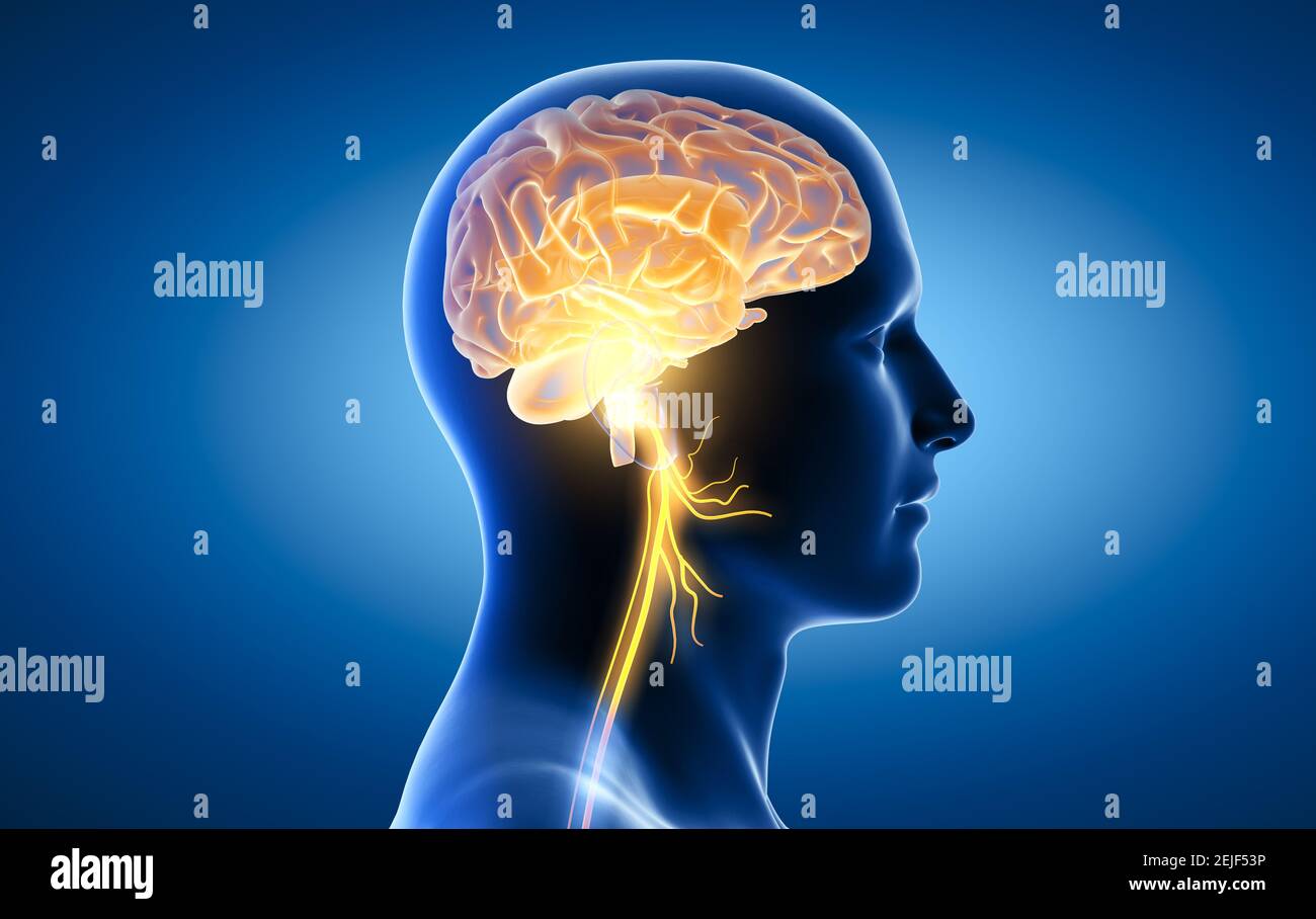 L'illustrazione 3D mostra il cervello e il nervo vagale attivo (Decimo nervo cranico o CN X) Foto Stock