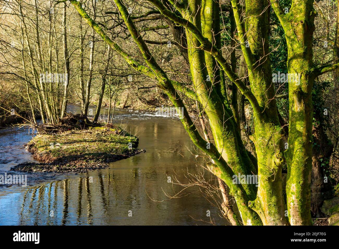 Alberi e ancora acqua nelle Torrs una gola in La valle del fiume Goyt a New Mills in Alto Area di picco del Derbyshire Peak District UK Foto Stock