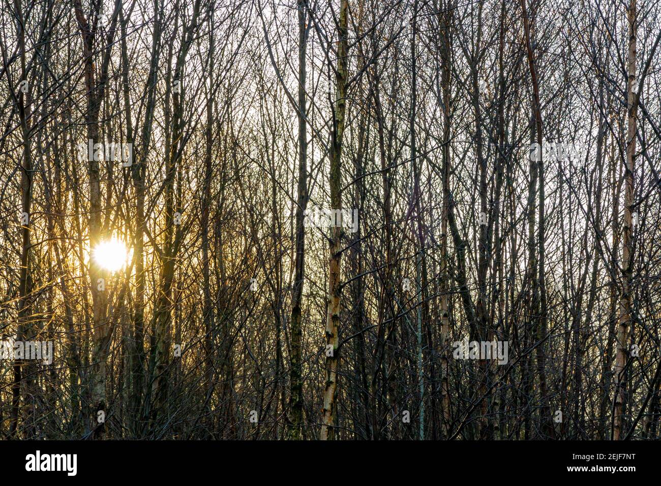 Vista invernale con sole basso dietro gli alberi a Stanton Moor Nel Peak District National Park vicino a Bakewell Derbyshire Inghilterra REGNO UNITO Foto Stock