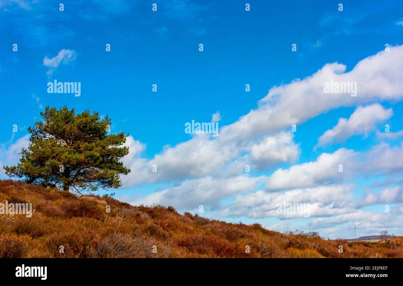 Vista invernale con alberi e nuvole bianche in cielo blu A Stanton Moor nel Peak District National Park vicino Bakewell Derbyshire Inghilterra Regno Unito Foto Stock