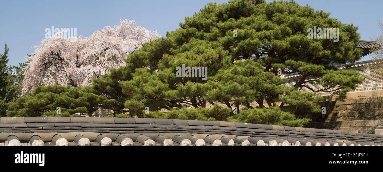 Alberi in fiore al Palazzo Changdeokgung, Seoul, Corea del Sud Foto Stock