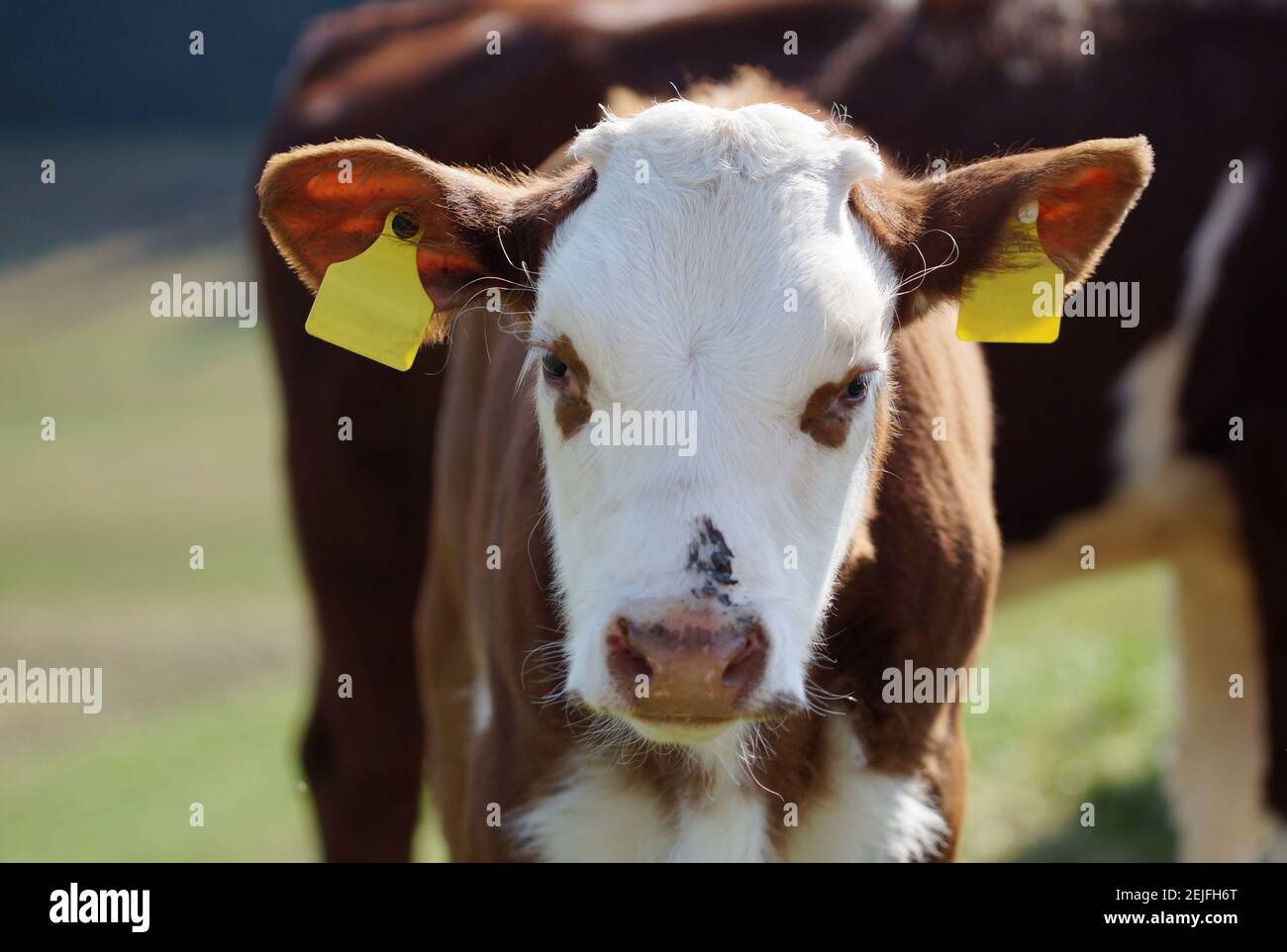 ritratto di vitello marrone e bianco con auricolari in piedi su pascolo Foto Stock