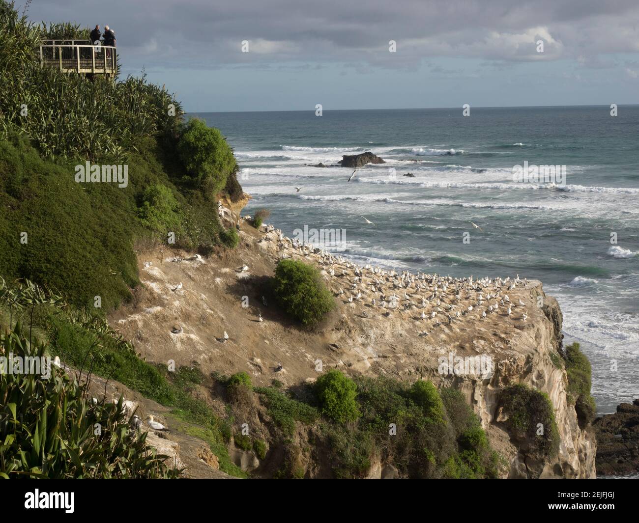 Turisti sulla piattaforma di osservazione che guarda la colonia di uccelli gannet, Muriwai Beach, Auckland, Isola del Nord, Nuova Zelanda Foto Stock