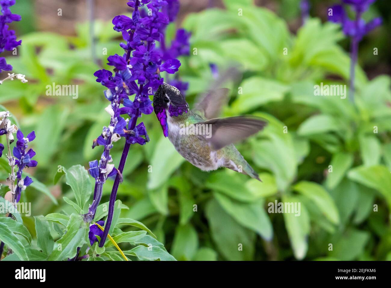 Costa (Hummingbird calypte costae) in bilico; luminoso testa viola, alimentando sui fiori viola. In Arizona deserto di Sonora. Foto Stock