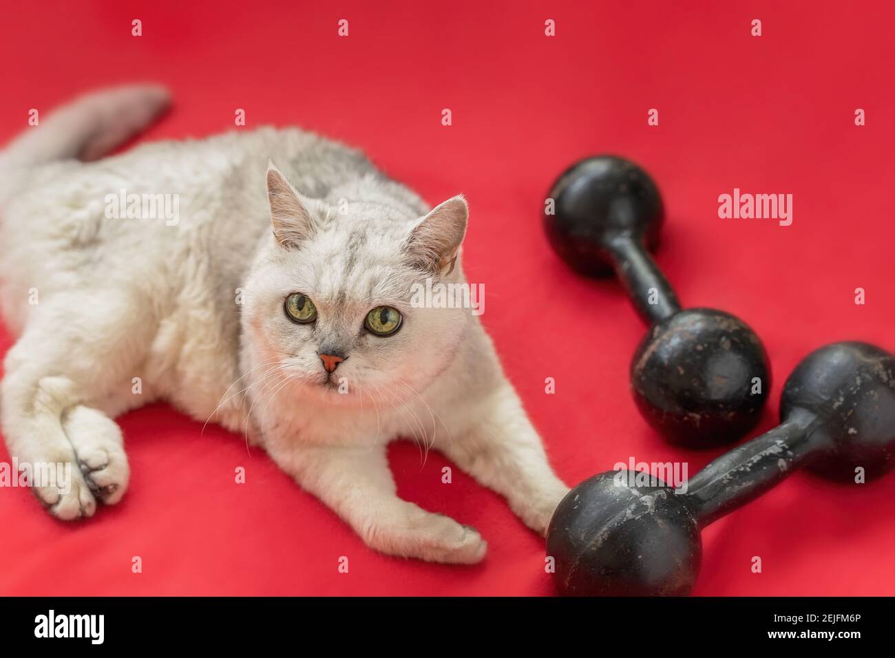 Carino gatto grigio giacente sul pavimento accanto a due manubri. Mantenersi in forma. Fitness, concetto sportivo Foto Stock