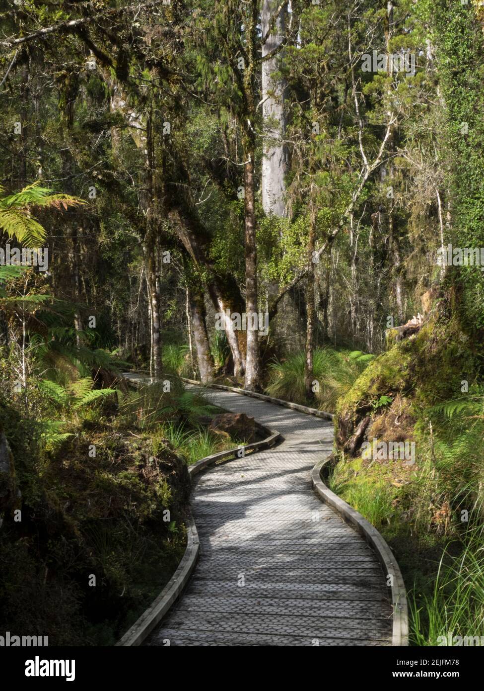 Percorso che passa attraverso la foresta, te Wahipounamu, West Coast, South Island, Nuova Zelanda Foto Stock