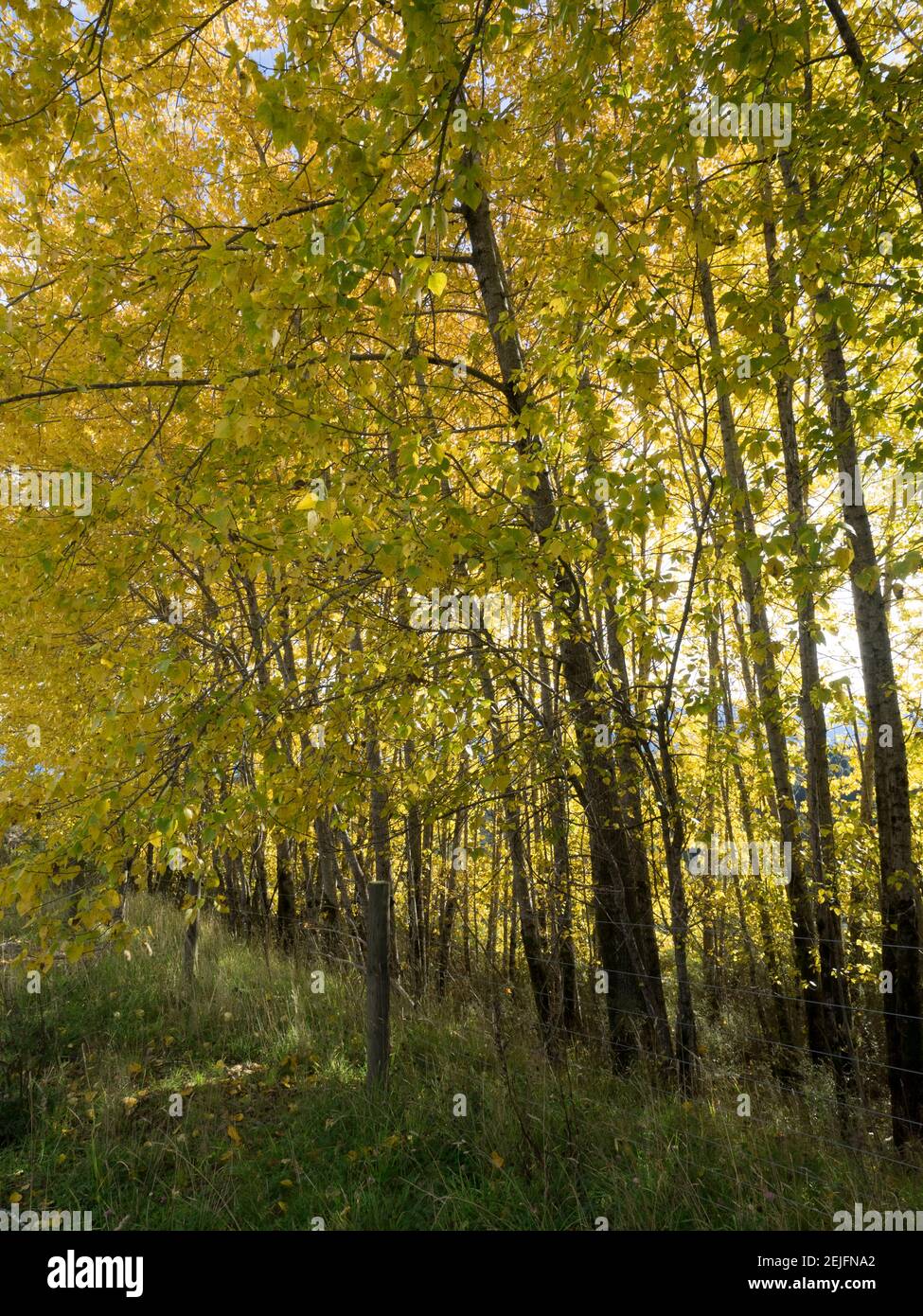 Trees in Forest, te Anau-Milford Road, state Highway 94, Southland, South Island, Nuova Zelanda Foto Stock