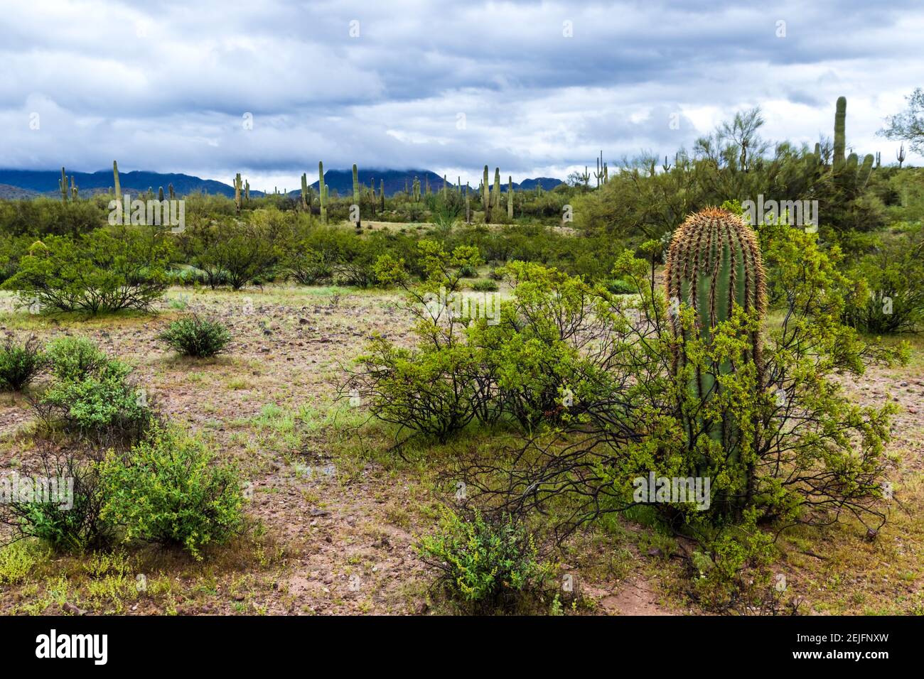 Il deserto di sonora dell'Arizona durante una tempesta. Cactus di Saguaro e di Ocotillo; collina distante avvolta nella copertura nuvolosa. Foto Stock