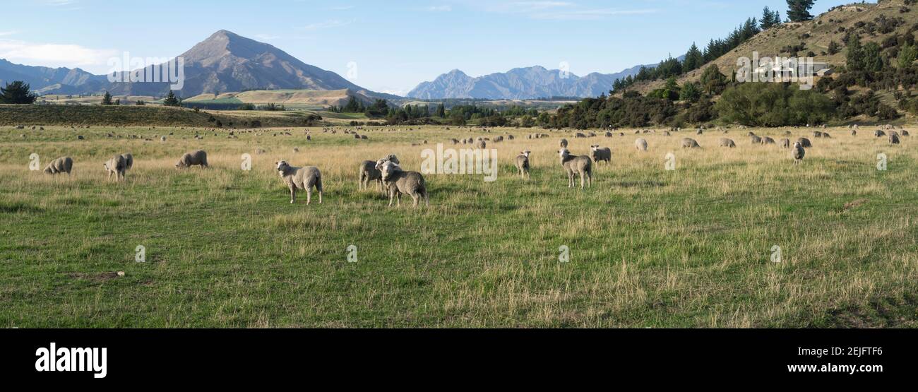 Pascolo di pecore in campo, Riverrun Lodge, Wanaka, Queenstown-Lakes District, Otago Regione, Isola del Sud, Nuova Zelanda Foto Stock