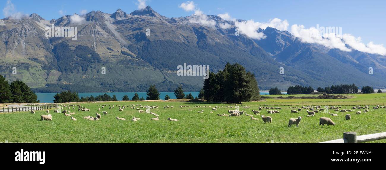 Pascolo di pecore in pascolo vicino Blanket Bay Lodge, Lago Wakatipu, Otago Regione, Isola del Sud, Nuova Zelanda Foto Stock