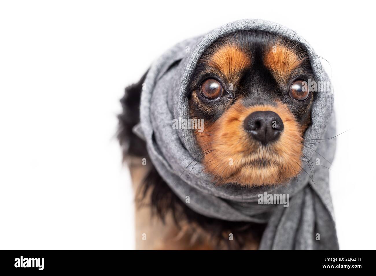 Cane triste cavalier re charles spaniel con orecchie irritate. Le orecchie erano legate con la sciarpa. Concetto di infiammazione dell'orecchio negli animali, otite media. Isolato su WI Foto Stock
