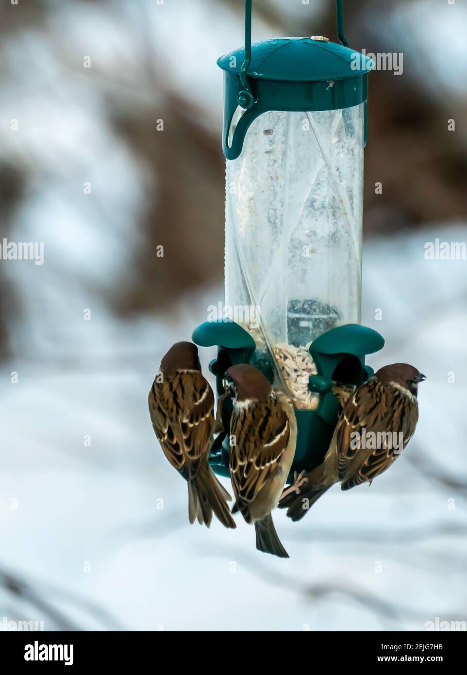 Gregge di casa comune passeri nutrendo con ansia semi da un alimentatore di uccelli da giardino. Foto Stock