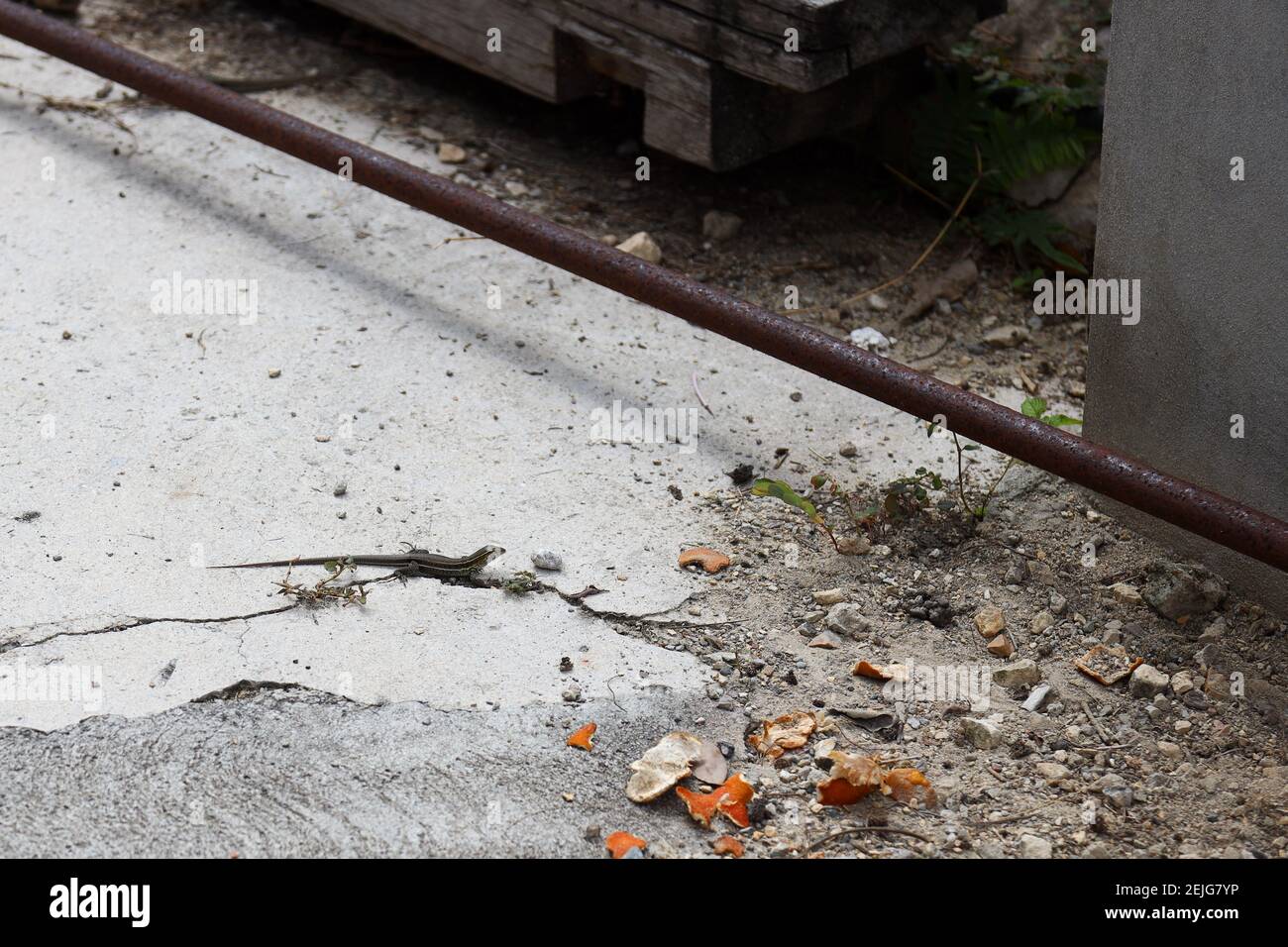 Piccolo rettile Gecko lucertola che corre tra i detriti di costruzione nel Clima caldo dei Caraibi Foto Stock