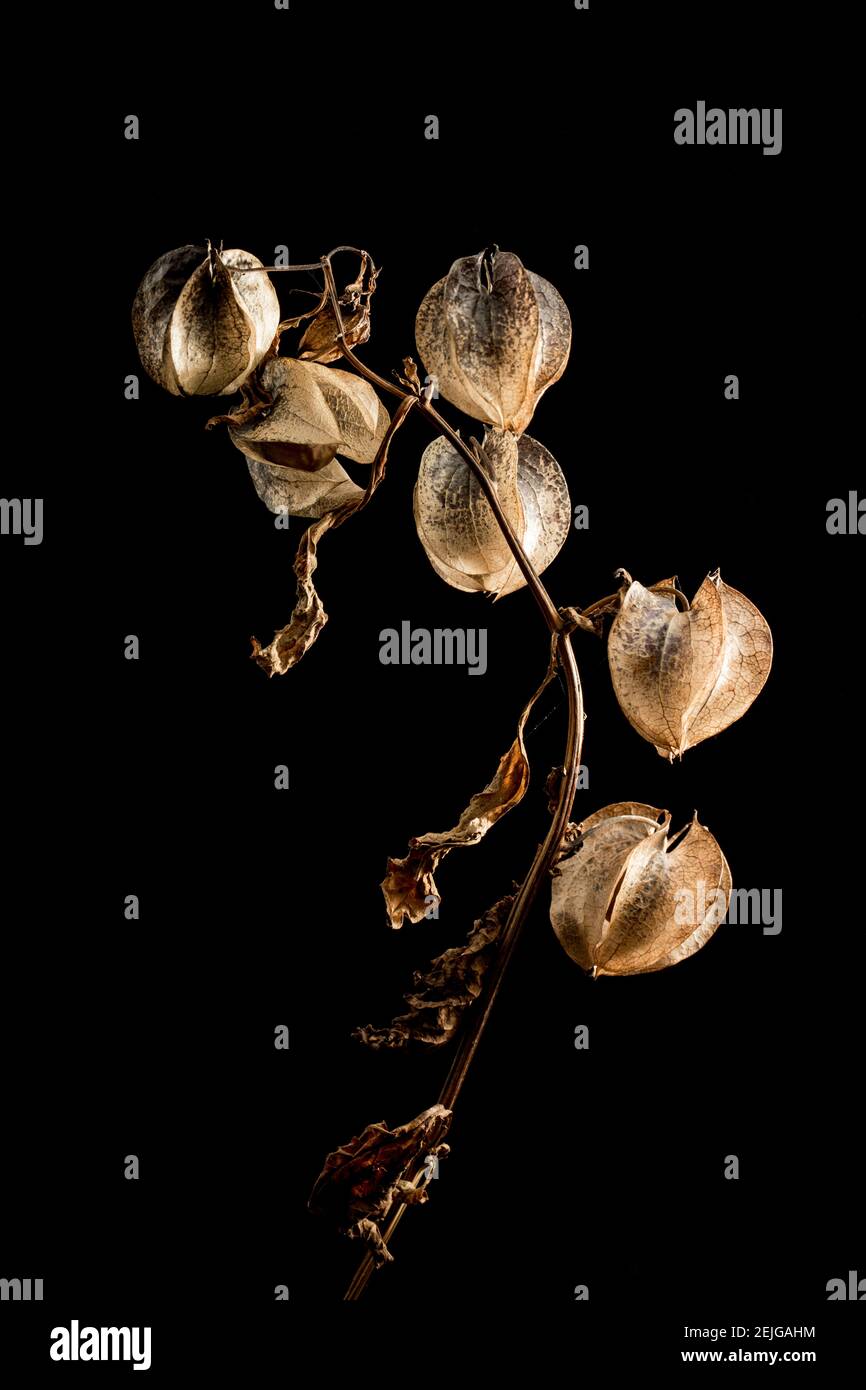 Le strutture lanterna della pianta Shoo Fly, Nicandra physalodes, che contengono la bacca e i semi. Questa pianta è stata trovata che cresce al lato di Foto Stock