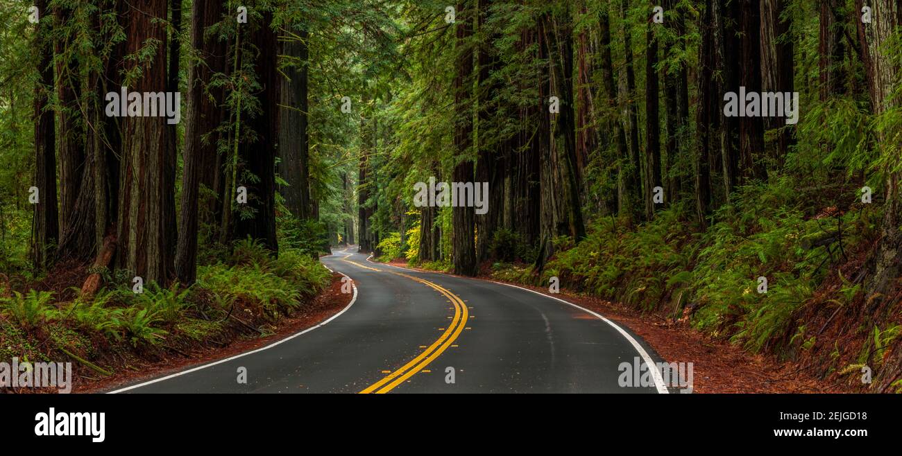 Avenue of the Giants passando attraverso una foresta di sequoie, Humboldt Redwoods state Park, California, Stati Uniti Foto Stock