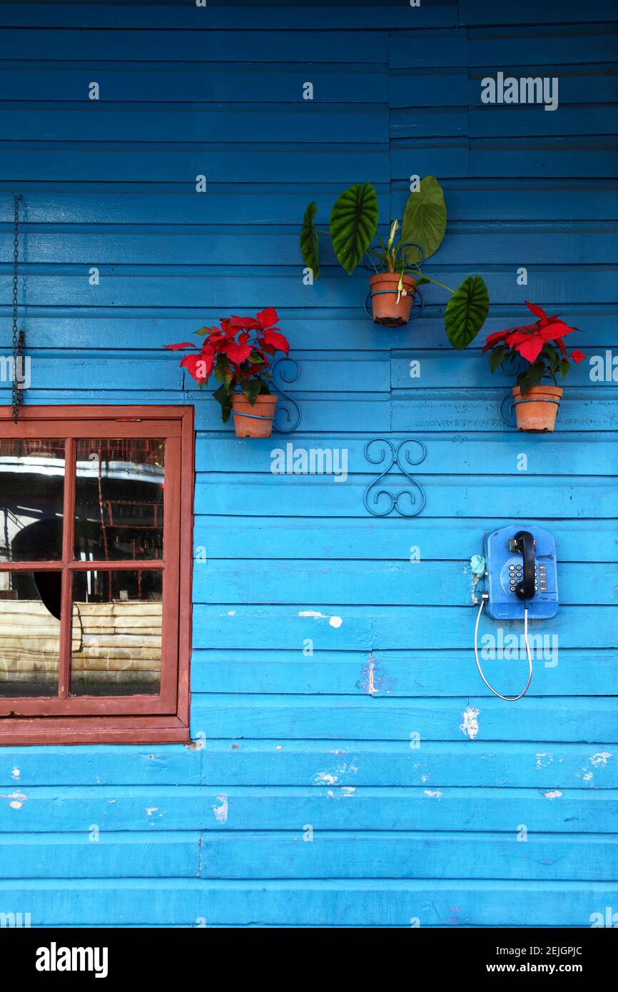Poinsettia pentola piante (Euphorbia pulcherrima) e telefono pubblico su muro di legno dipinto blu della casa, Boquete, Chiriqui, Panama Foto Stock