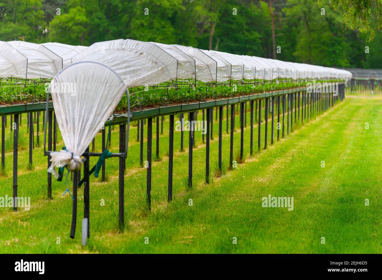 Bioagricoltura nei Paesi Bassi, sistemi di protezione idroponica all'aperto per la coltivazione di piante di fragole con protezione a film placitico Foto Stock