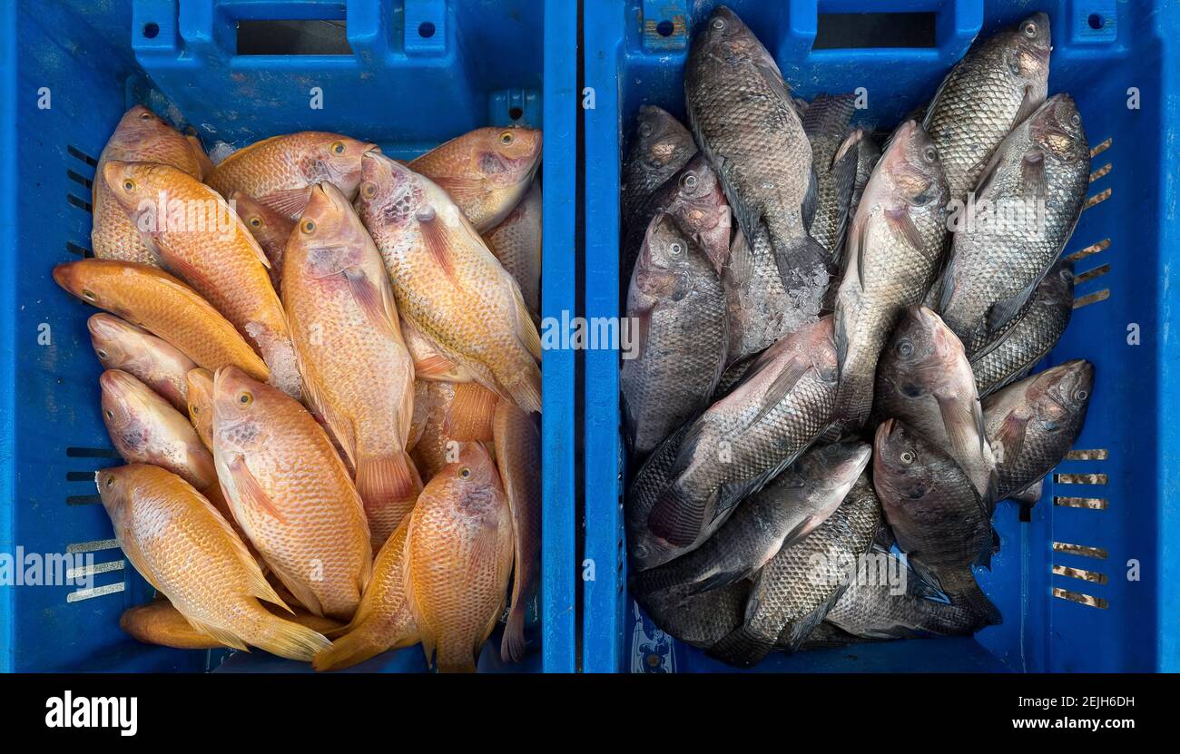 Vista ad alto angolo del pesce in casse al mercato, Bazaar Turco, Acre (Akko), Israele Foto Stock
