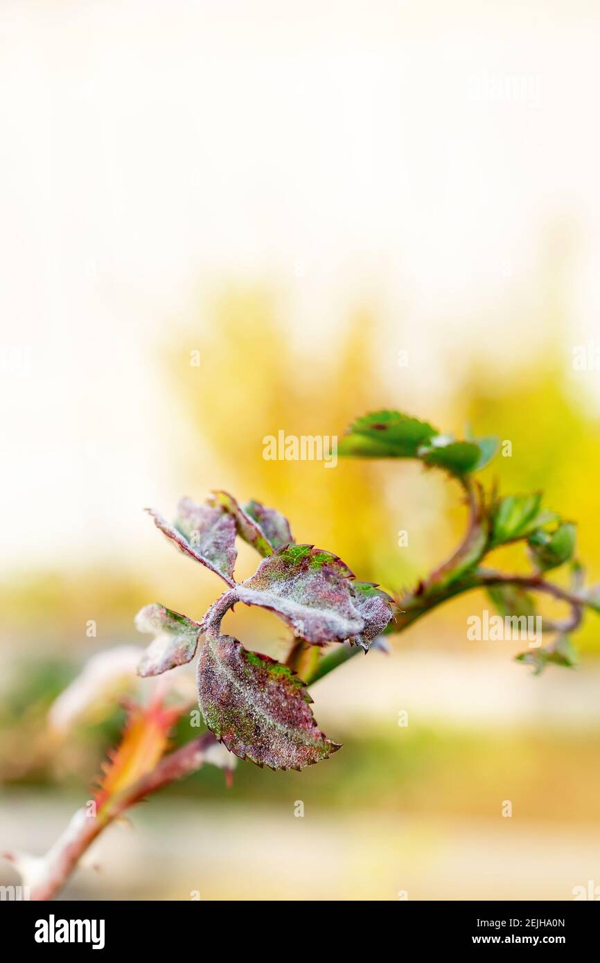 muffa polverosa su una rosa. Una pianta di rosa affetta da una malattia fungina. Spazio di copia, messa a fuoco selettiva. Foto Stock