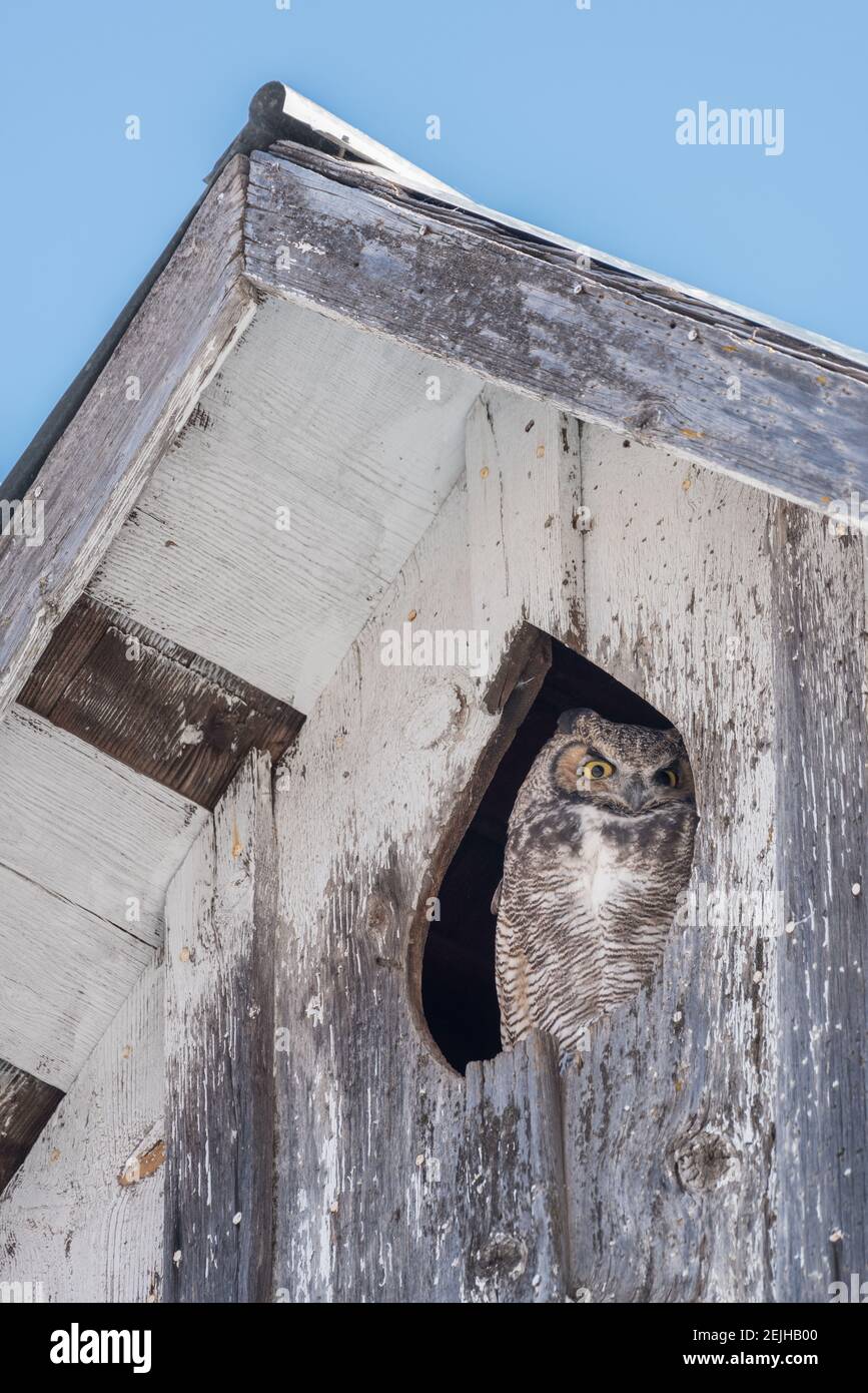 Grande gufo cornuto che guarda fuori da un fienile nella contea di Wallowa, Oregon. Foto Stock