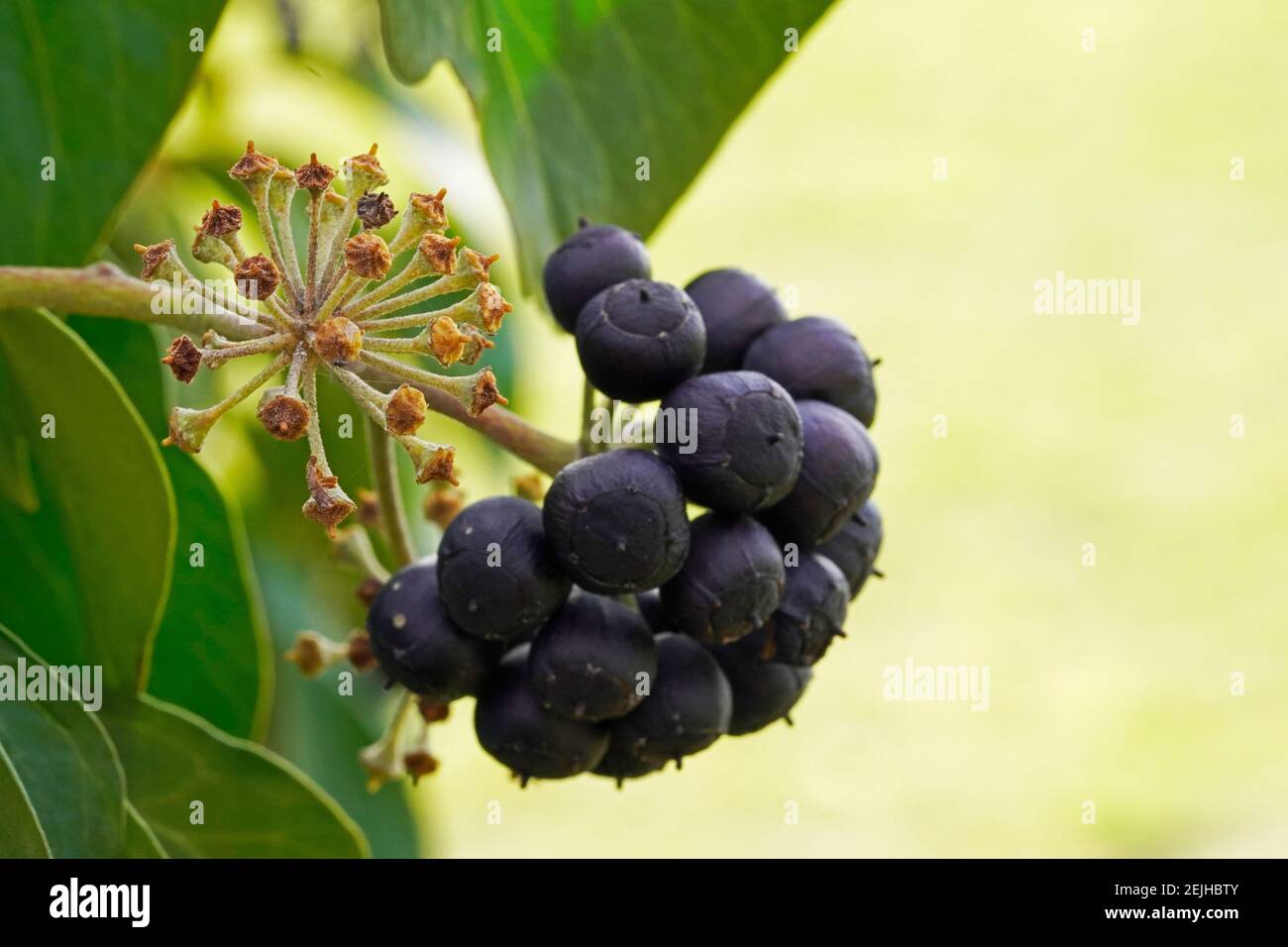 Bacche aviche velenose. Frutti di una pianta di edera. Edera comune, Hedera helix. Primo piano. Foto Stock