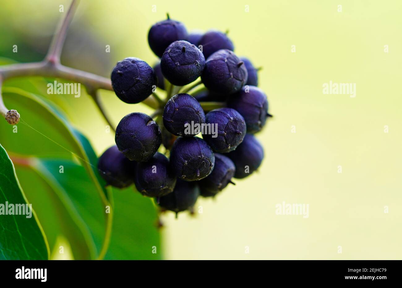 Bacche aviche velenose. Frutti di una pianta di edera. Edera comune, Hedera helix. Primo piano. Foto Stock