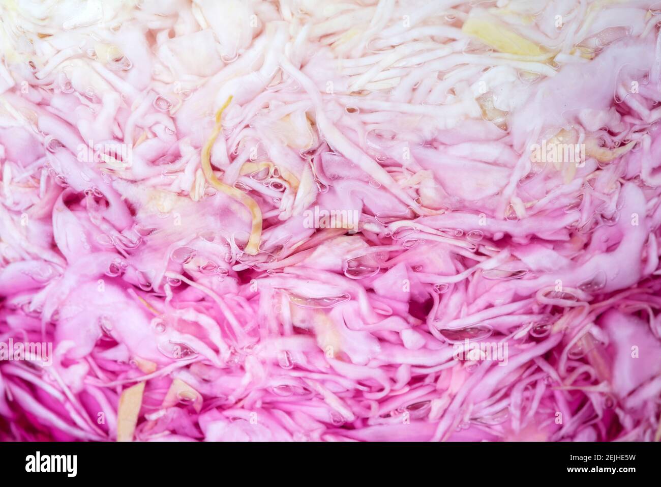 Sauerkraut fermentando in un contenitore di vetro, Oregon. Foto Stock