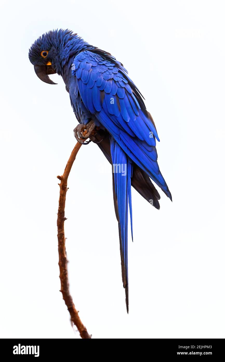 Isolato su sfondo bianco, vista verticale di grande pappagallo blu, acinto macaw, Anodorhynchus hyacinthinus, arroccato su ramoscello. Vulnerabile, minacciato Foto Stock