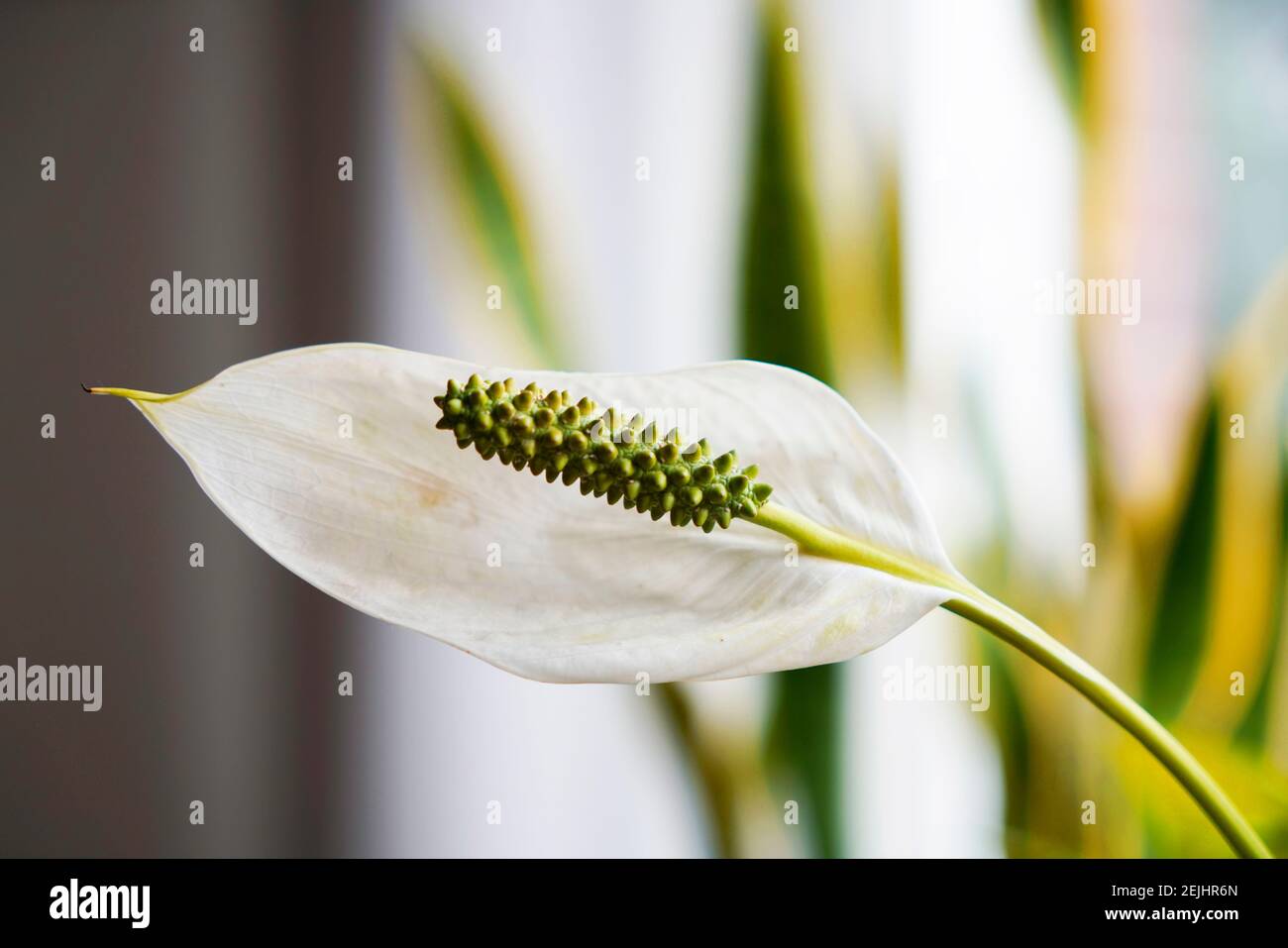 Primo piano di Spathipyllum, foglia singola. Piante di casa con fiori bianchi Foto Stock