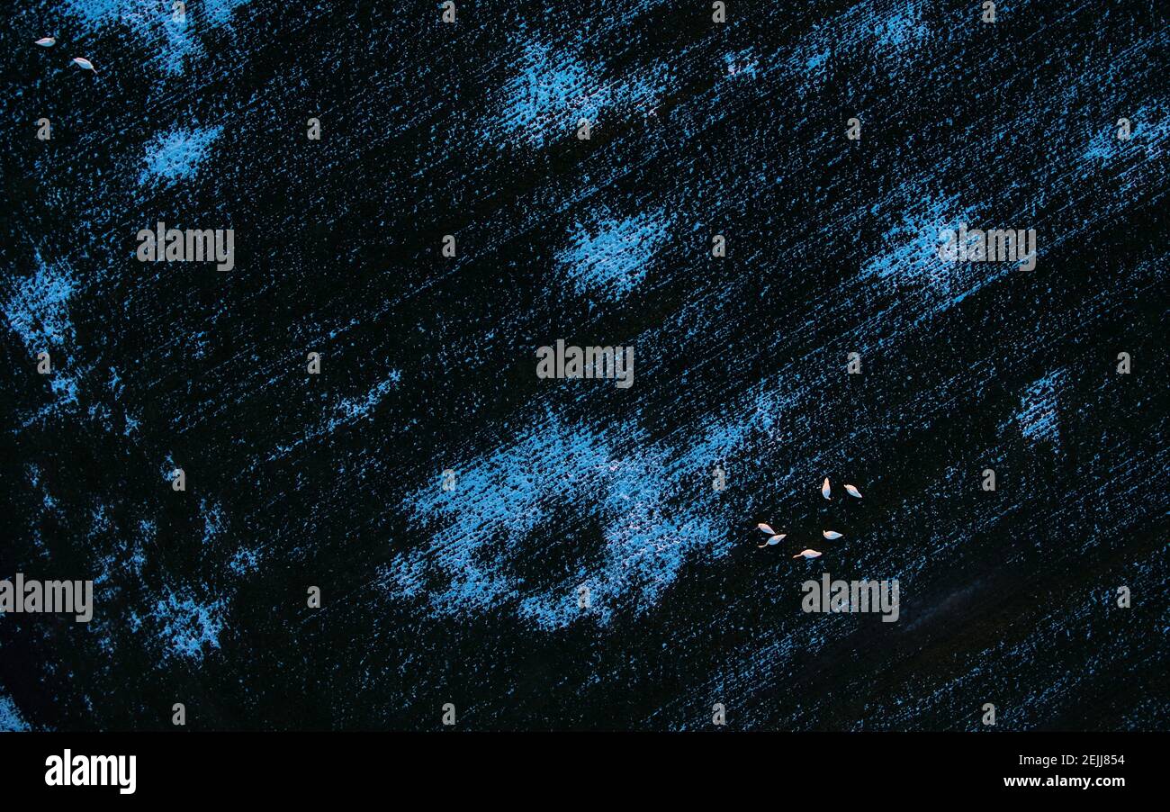 Immagine aerea e artistica dei cigni sul campo invernale, illuminata da raggi di sole molto recenti. Immagine quasi astratta della natura vivente. repubblica Ceca. Foto Stock