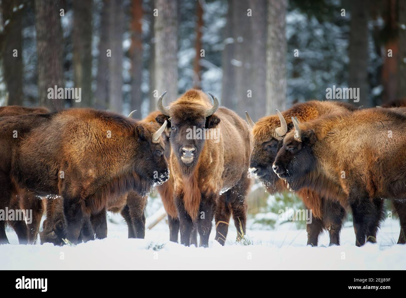 Bisonte europeo, bisonte bonaso. Mandria di bisoni in piedi con teste a vicenda nella neve di gelida foresta invernale. Famiglia bisonte nella sua foresta envi Foto Stock