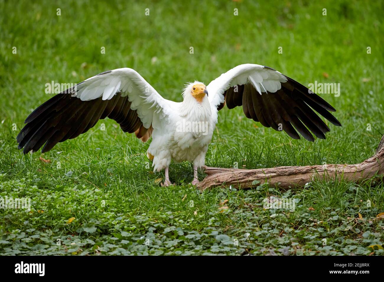 Avvoltoio egiziano, Neophron percnopterus, avvoltoio bianco con ali distese, in piedi su prato verde. Vista diretta, a rischio di uccelli di pr Foto Stock