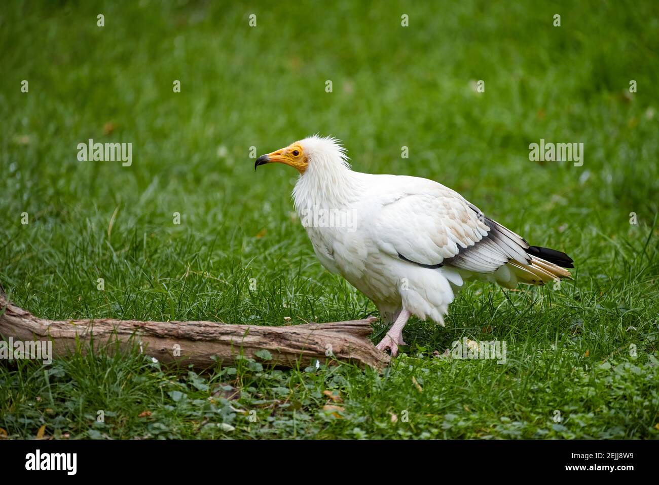Avvoltoio egiziano, Neophron percnopterus, avvoltoio bianco con becco giallo, in piedi su prato verde. Vista laterale, uccello di preda in pericolo. Sud Foto Stock