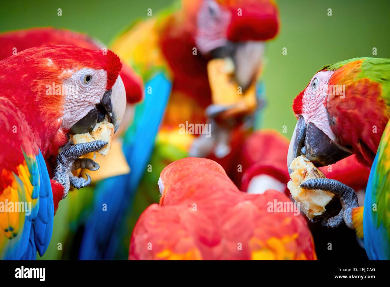 Gruppo di pappagalli selvatici di Ara, Ara macao e ibridi di Scarlet Macaw e Grande macaw verde, foto ritratto di pappagalli colorati amazzoni in un gruppo, dare da mangiare Foto Stock