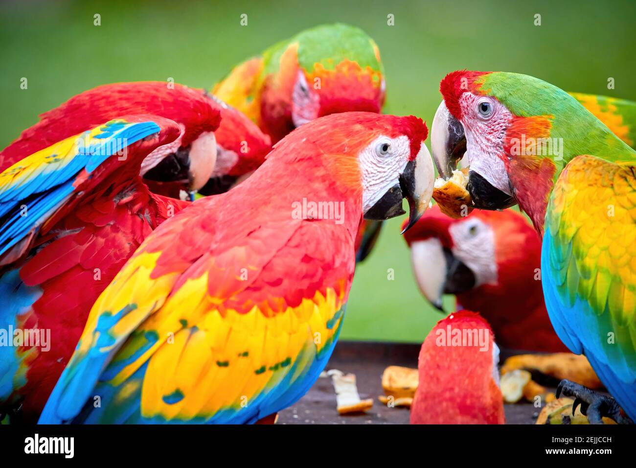 Gruppo di pappagalli selvatici di Ara, Ara macao e ibridi di Scarlet Macaw e Grande macaw verde, foto ritratto di pappagalli colorati amazzoni in un gruppo, dare da mangiare Foto Stock