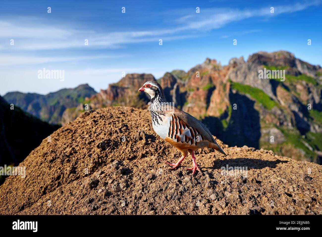 Fauna selvatica di Madeira. Pernice a zampe rosse, Alectoris rufa. Primo piano, uccelli selvatici che si erono sulla cima della roccia di masso arancione contro le ripide montagne e blu Foto Stock