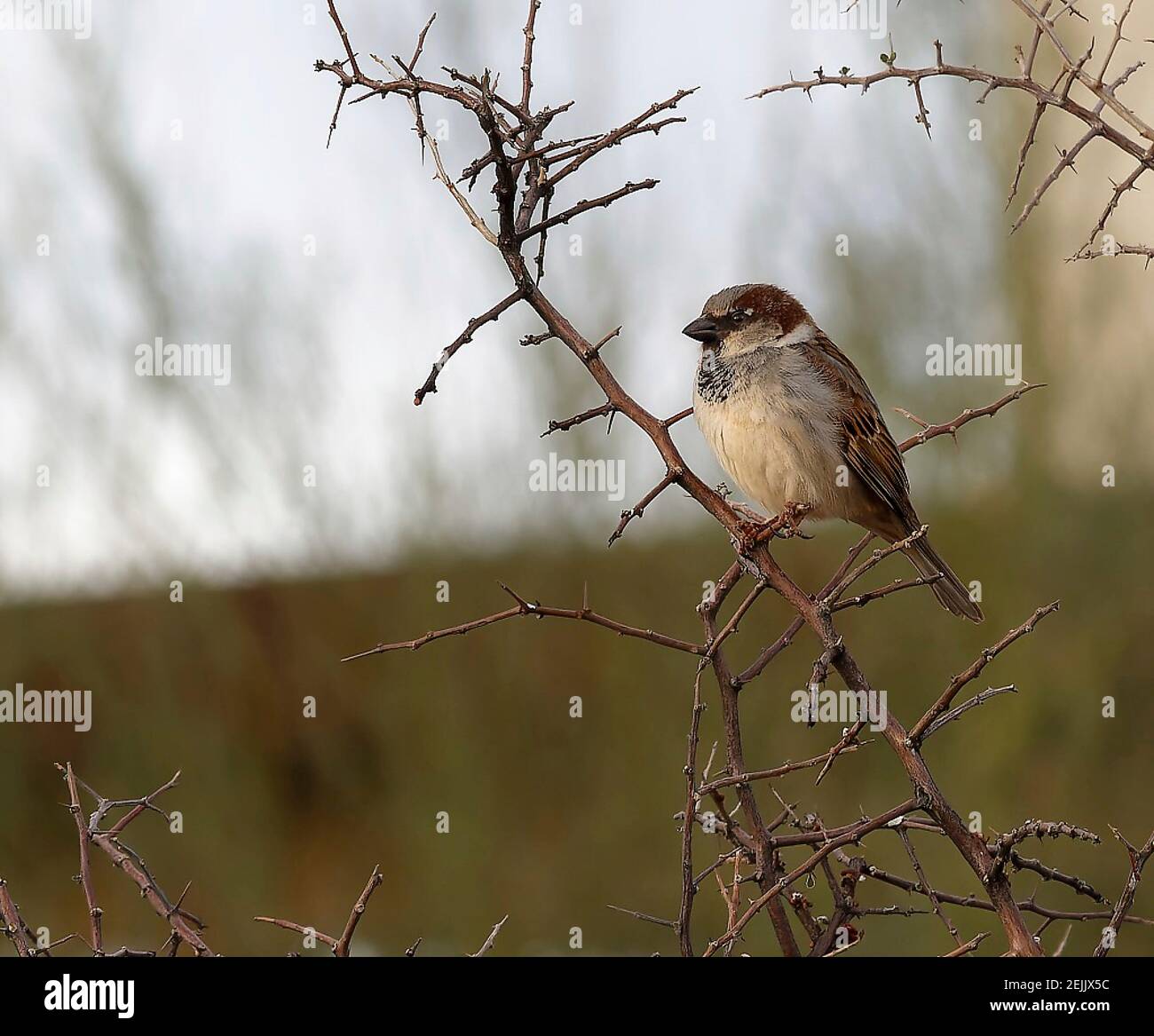 Casa Sparrow appollaiato su Tree Branch Foto Stock