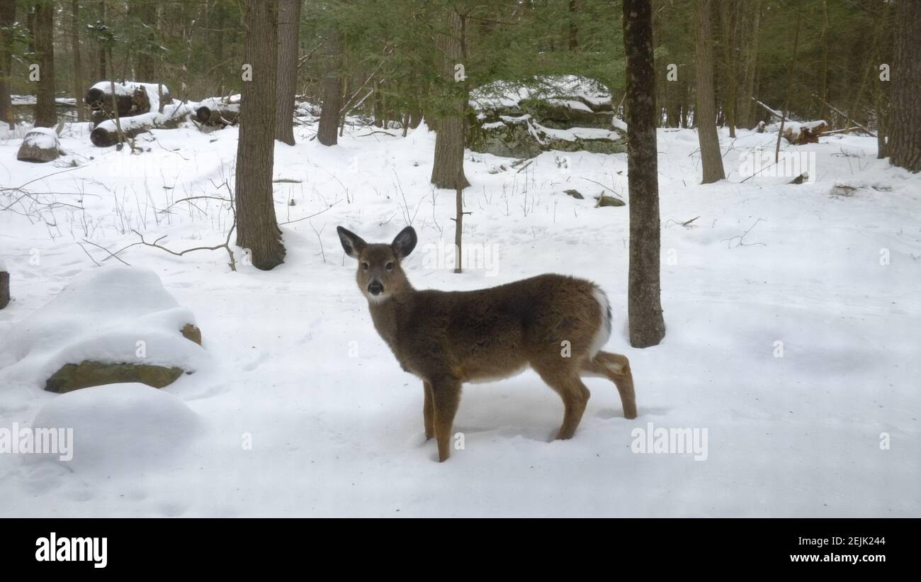 Situato in tutto lo stato, il cervo dalla coda bianca (Odocoileus virginianus) è l'animale di gioco più popolare di New York. Buck giovane nella neve. Foto Stock