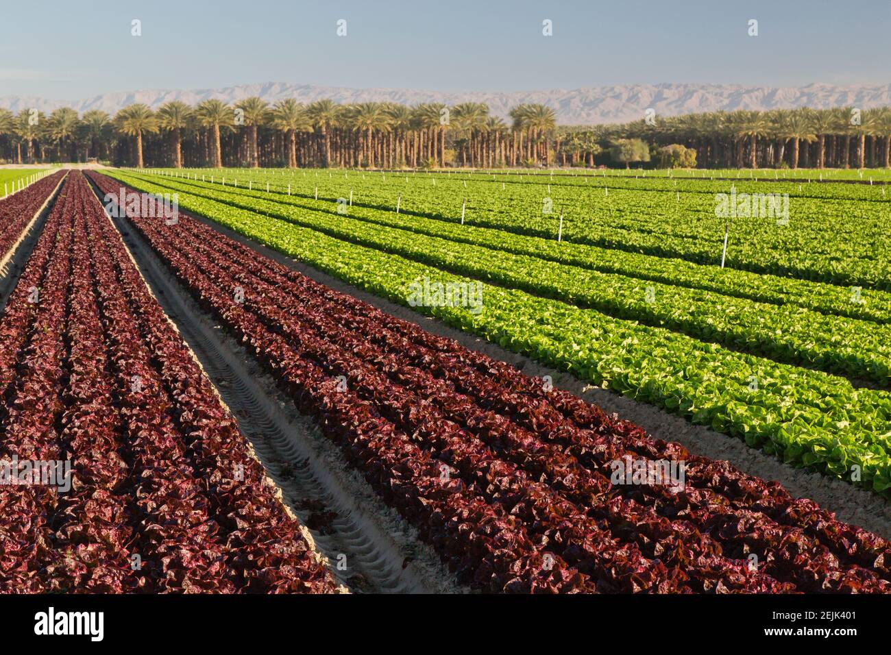 Foglia rossa organica e testa di farfalla (verde) lattuga "Lactuca sativa", campo di maturazione. Foto Stock