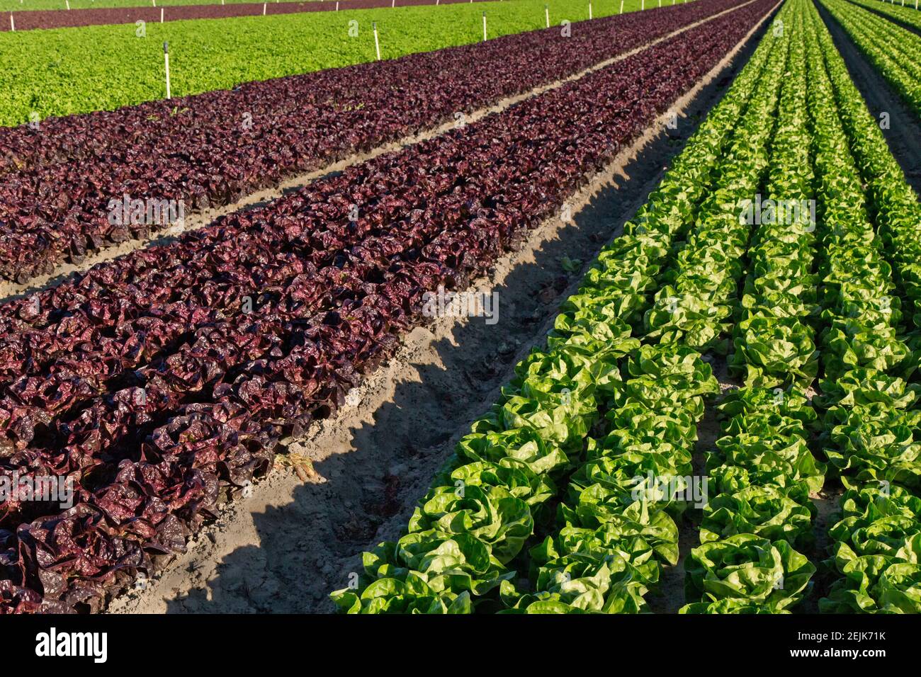 Testa di farfalla organica (verde) e lattuga a foglia rossa "Lactuca sativa", campo di maturazione. Foto Stock