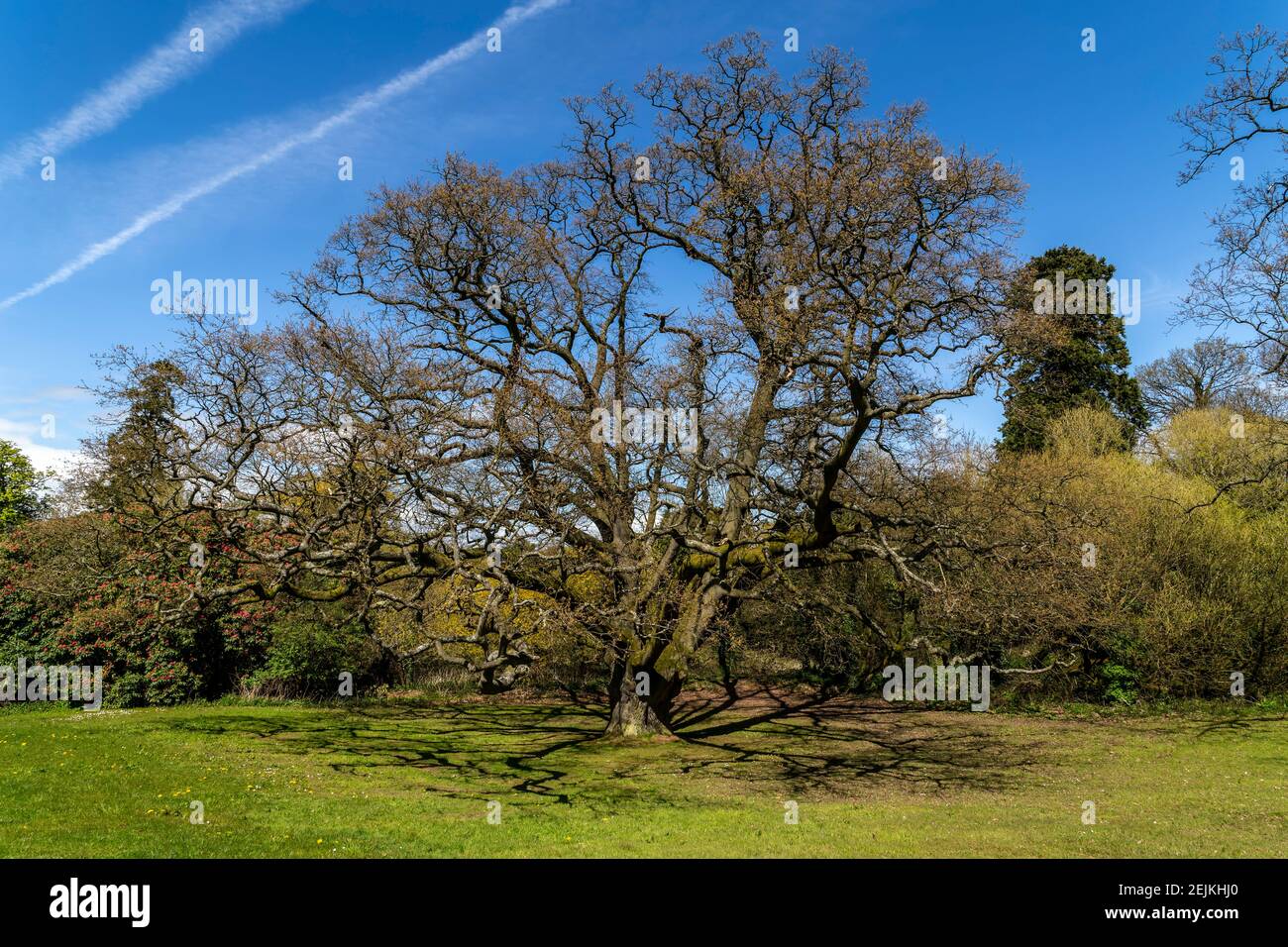 Cultra, Irlanda del Nord. 3 maggio 2016. Albero centenario a Cultra, Irlanda del Nord. Foto Stock