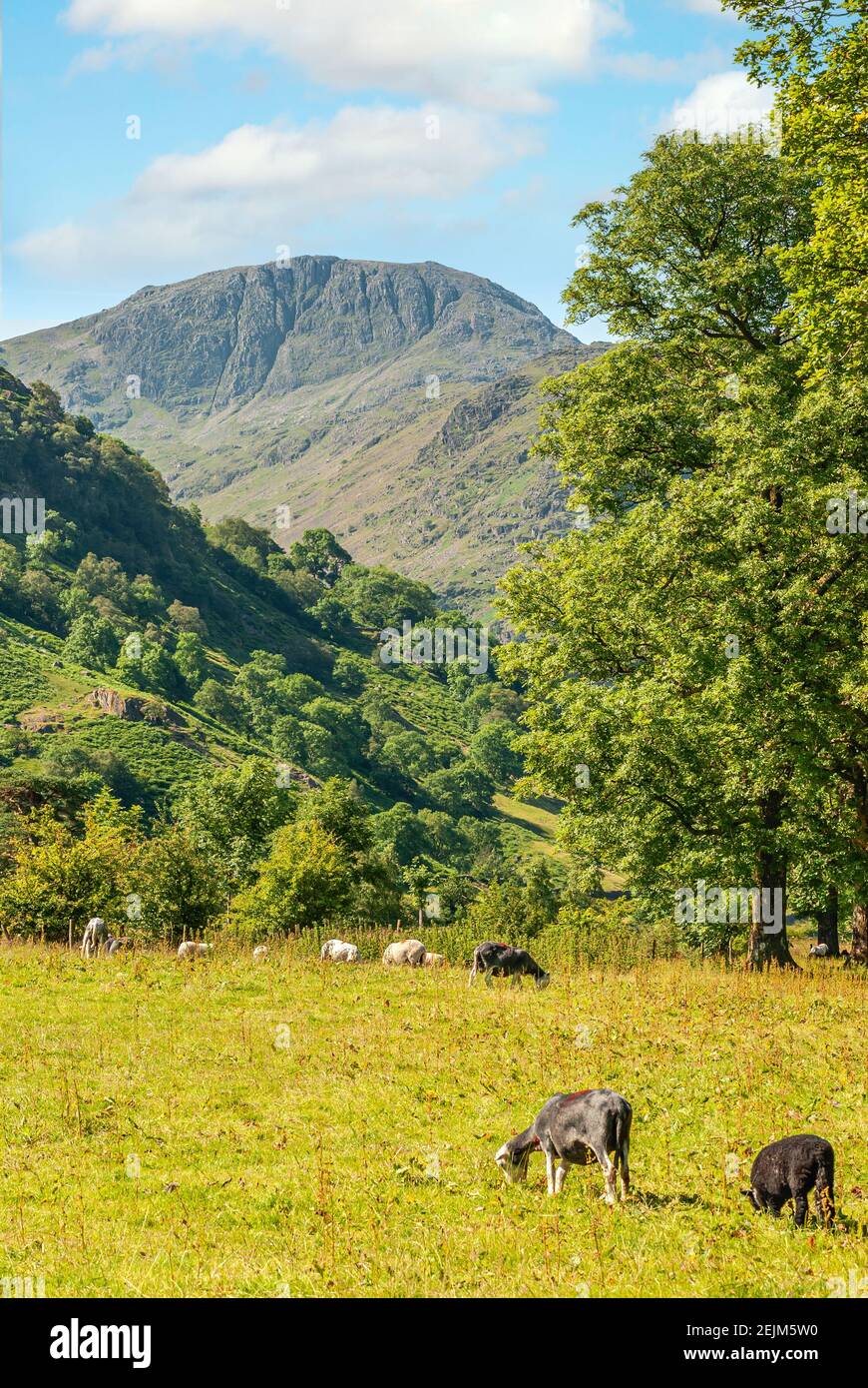 Allevamento di pecore presso il Distretto Inglese dei Laghi in Cumbria, Inghilterra, Regno Unito, con la montagna Great Gable sullo sfondo Foto Stock