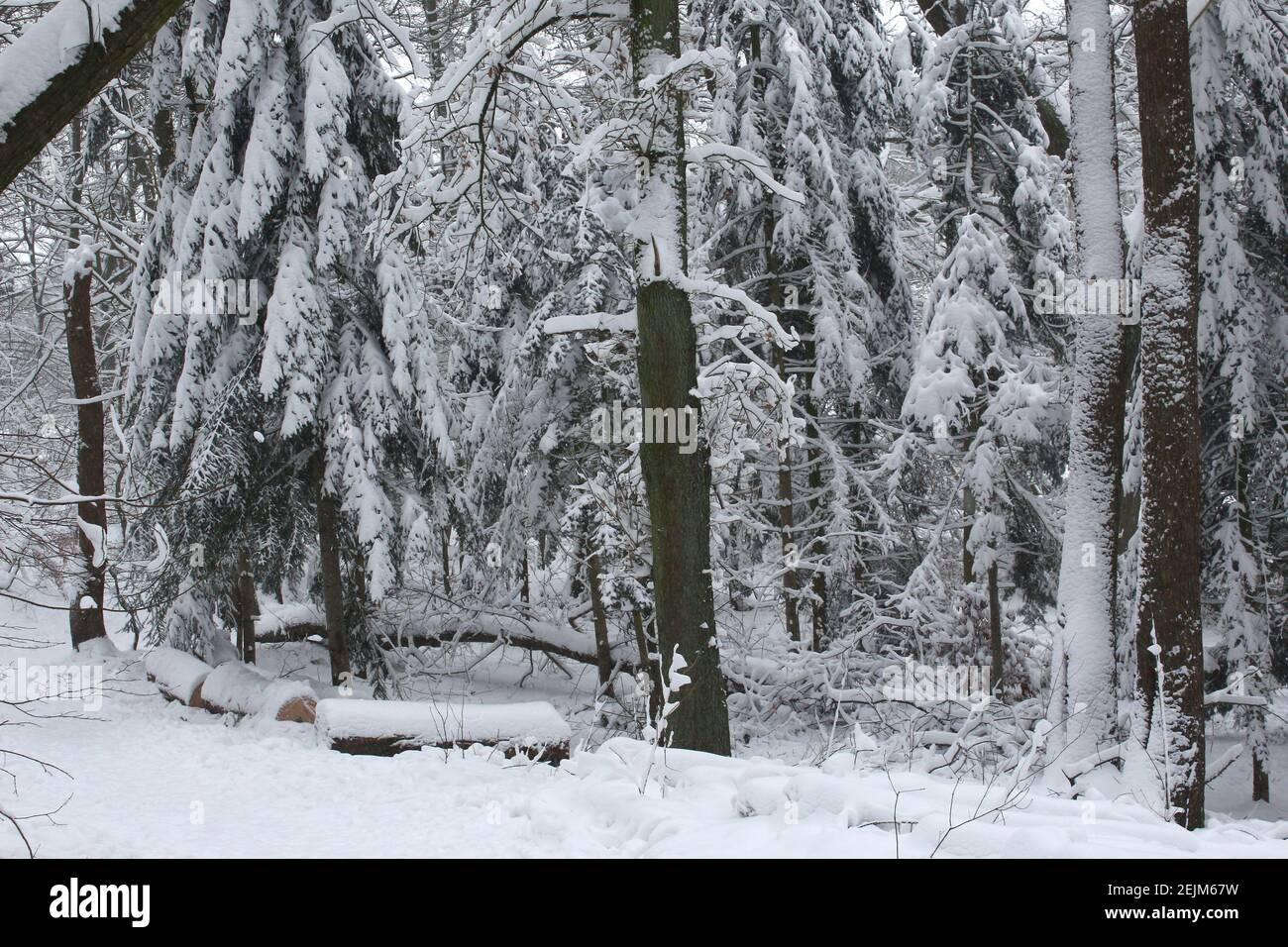 Scena invernale in un parco innevato con alberi di pino, tutti gli alberi sono coperti di neve Foto Stock