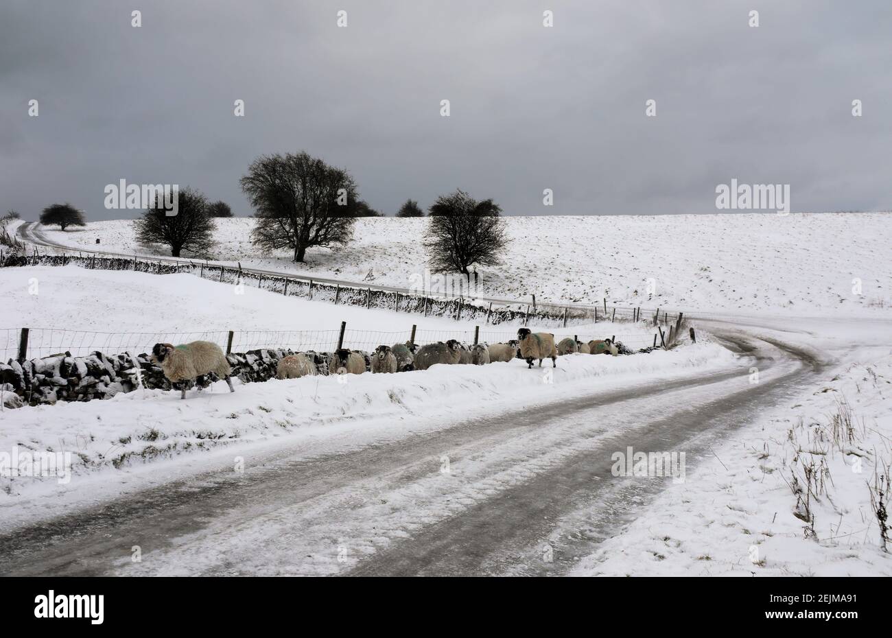Pecore fuggite su una strada innevata nel Derbyshire Foto Stock