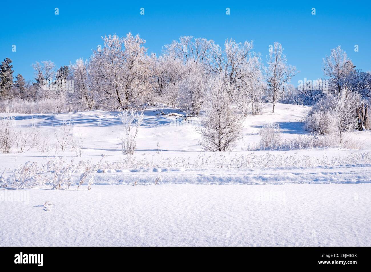 Hoar Frost sugli alberi Foto Stock