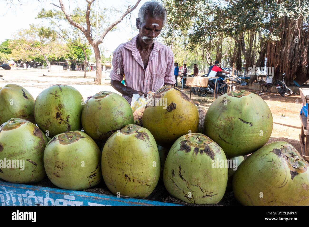 Venditore di bevande al cocco a Mahabalipuram, Tamil Nadu. India Foto Stock