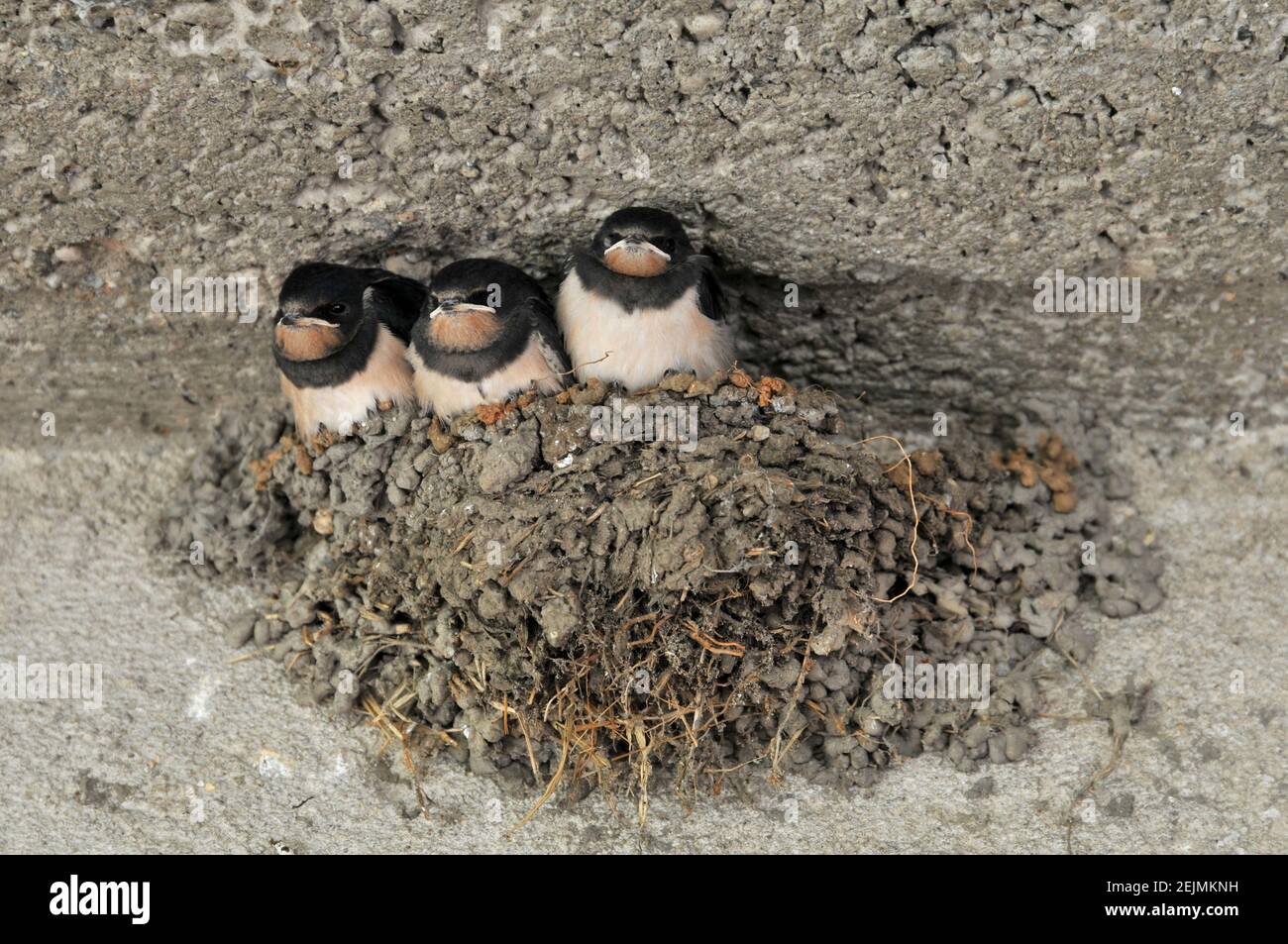 Tre cuccioli di fienile in un nido Foto Stock