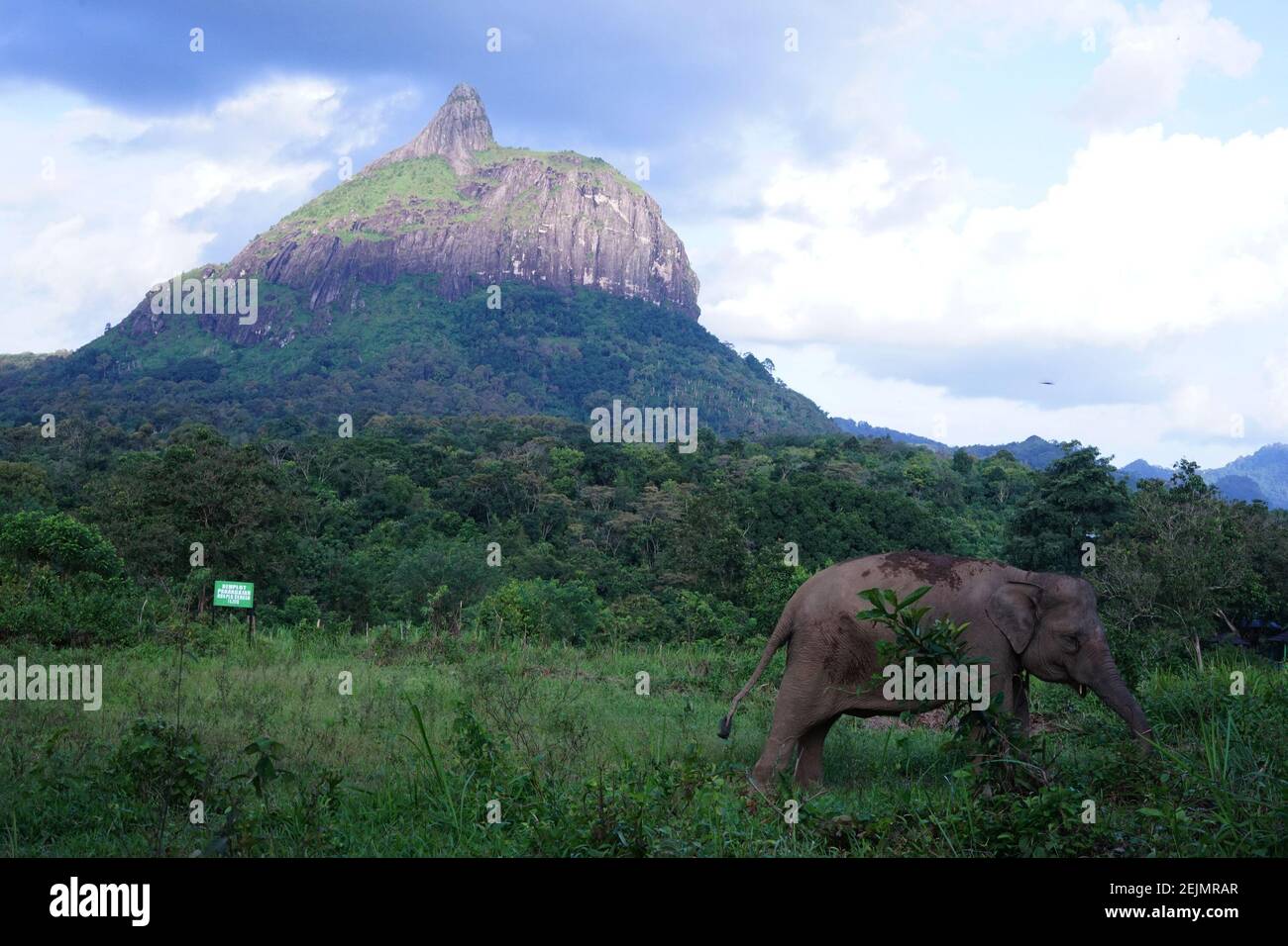 Una femmina elefante Sumatran (Elephas maximus sumatranus) è stato visto al parco di conservazione degli Elefanti, la reggenza di Merapi Selatan, la reggenza di Lahat, Sumatra del sud, venerdì 21 febbraio 2020. (Foto di Sigit Prasetya/INA Photo Agency/Sipa USA) Foto Stock