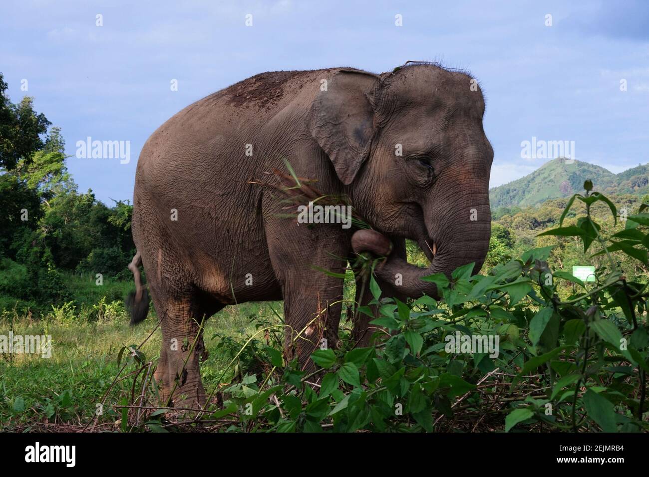 Un elefante Sumatran (Elephas maximus sumatranus) è stato visto al parco di conservazione degli Elefanti, alla reggenza di Merapi Selatan, alla reggenza di Lahat, al Sumatra del sud, venerdì 21 febbraio 2020. (Foto di Sigit Prasetya/INA Photo Agency/Sipa USA) Foto Stock